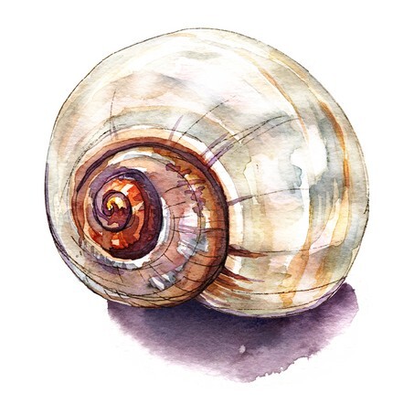 Sea Shell Isolated, watercolor painting on white background